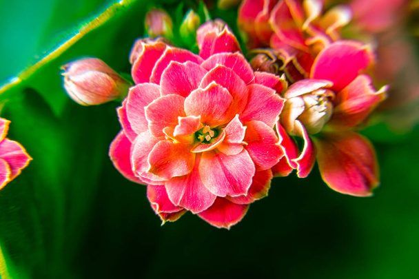 bright pink or red Kalanchoe Blossfeld flowers with leaves close-up shot with selective focus - Photo, Image