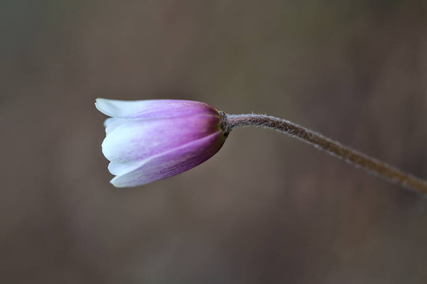 Beautiful closeup view of single white to purple bell-shaped Pasque flower (Pulsatilla vulgaris) on brown background growing in Blackrock park, Dublin, Ireland. Soft and selective focus - Photo, Image
