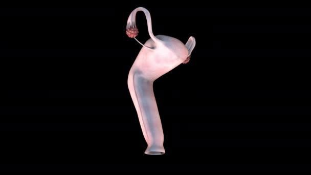 3D animace ženských reprodukčních orgánů na černém pozadí - Záběry, video
