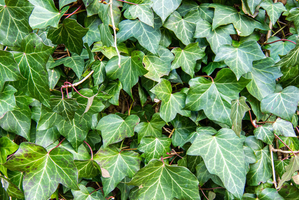 Ivy textura se zelenými listy - Fotografie, Obrázek