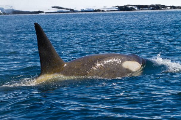 férfi gyilkos bálnák - Fotó, kép