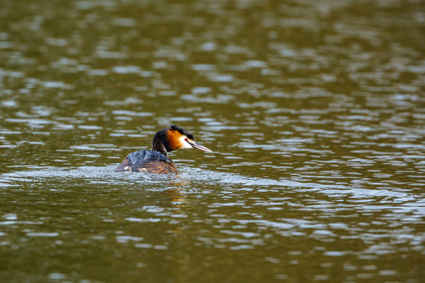 Great crested grebe on the water - Photo, Image