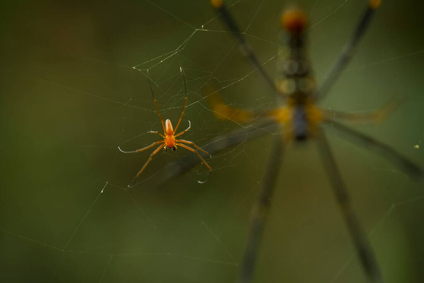 Istnieje wiele rodzajów pająków, które żyją w różnych kolorach i kształtach, jak również różne, większość z nich zawsze pajęczyny z nici produkowanych z wewnątrz ich żołądka, co jest bardzo niezwykłe. - Zdjęcie, obraz
