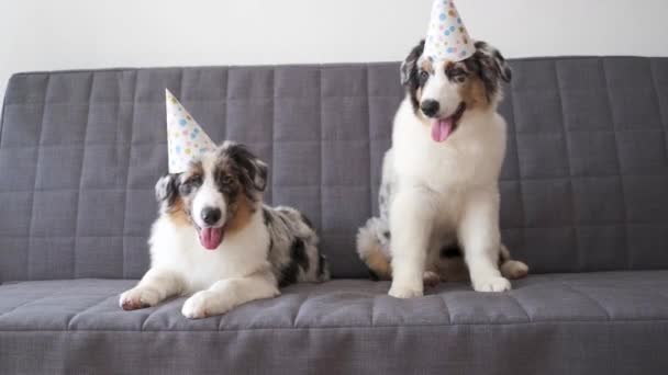 4k. Dvě malé australské modré merle pastýř štěně pes na sobě party klobouk - Záběry, video