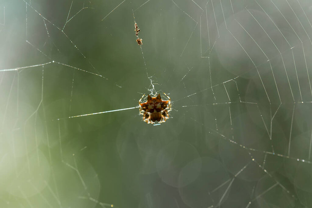 Es gibt viele Arten von Spinnen, die in verschiedenen Farben und Formen sowie in verschiedenen Formen leben, die meisten von ihnen machen immer Spinnweben aus Fäden, die aus dem Inneren ihres Magens hergestellt werden, was sehr außergewöhnlich ist. - Foto, Bild