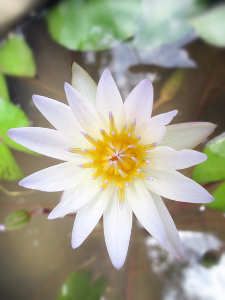 Lotosový květ  - Fotografie, Obrázek