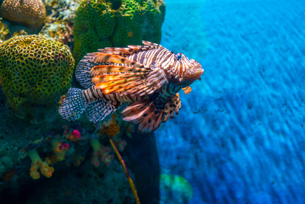 Csoportos halak az akváriumban korallzátonnyal mélykék tenger - Fotó, kép