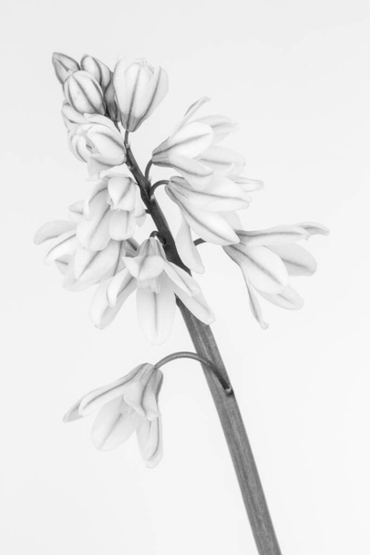 Black and white image of a pushkinia libanotica against a white  - Foto, Imagem