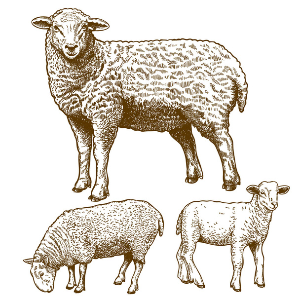 Vector illustration of engraving  three sheeps - Vector, Image