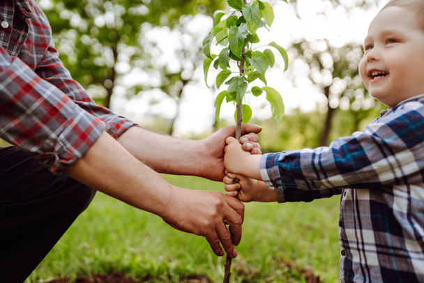 Father and little boy planting young tree while working together in the garden. Planting a family tree. Spring concept, save nature and care. - 写真・画像