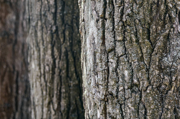 Beautiful dark relief tree bark close up - Photo, Image