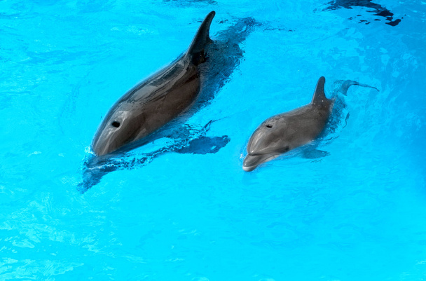 Мати дельфінів зі своїм маленьким дельфіном плаває в басейні. Дитячі
  - Фото, зображення
