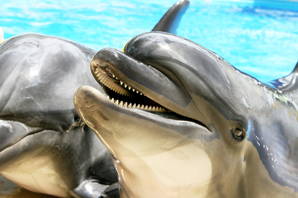 Красивый дельфин улыбается в голубой воде бассейна
  - Фото, изображение