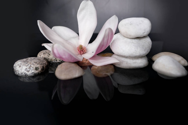 beautiful pink magnolia flower in black water, smooth white stones, concept of wellness spa treatments for the beauty of mind and body, massage, zen stone in the pool of serenity - Foto, afbeelding