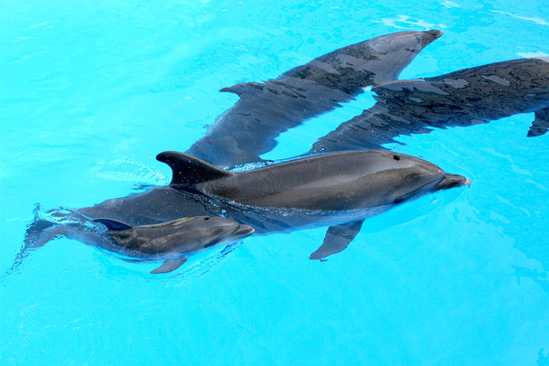 Família de golfinhos, mãe e pai com seu jovem golfinho swi
 - Foto, Imagem