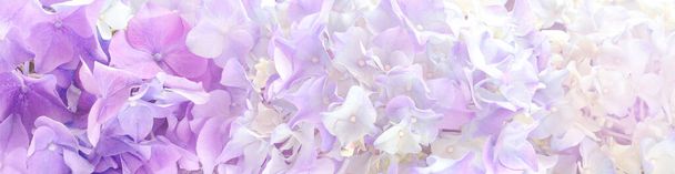 美しい紫色のホルテンシアの花のバナーまたは背景. - 写真・画像
