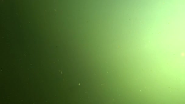 Los peces nadan en el agua verde fangosa. Contaminación ambiental. - Metraje, vídeo