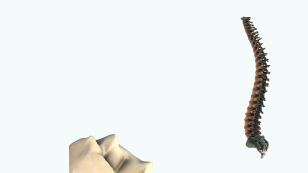 Animación modelo 3D sobre fondo blanco - Metraje, vídeo