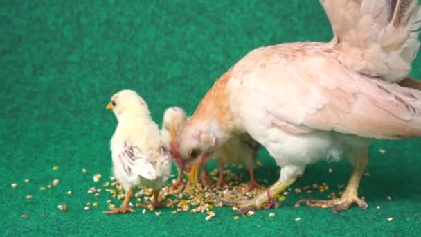 La gallina y los polluelos serama amarillo, comer alimentos en el césped artificial. - Metraje, vídeo