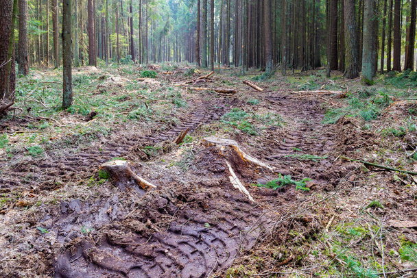 Stumps, branches, pneus traces de roues. Déforestation, exploitation forestière, déboisement. - Photo, image