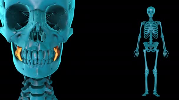 3D MENSCHLICHE MUSKEL ATLAS - Filmmaterial, Video