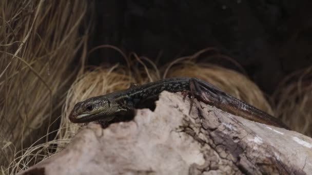 Close-up of a small lizard on a tree. - Footage, Video