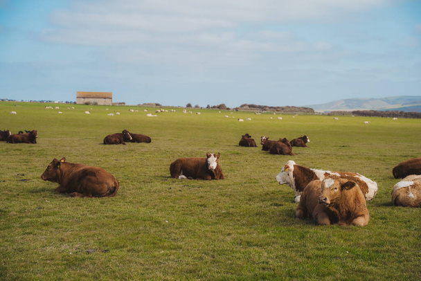 Seaford, East Sussex | UK -  2021.04.04: Seaford Head Nature Reserve View of the COws resting on cloudy morning from the top of the Chalk Cliffs walk - 写真・画像