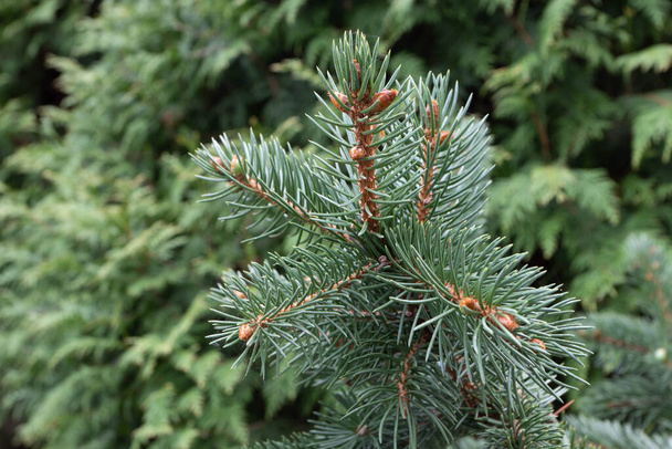 Blue spruce or picea pungens branch with blue-green coloured needles. Coniferous tree. - Photo, Image