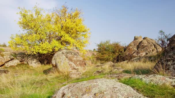 De boom is gekleed in een herfstoutfit. Aktovsiy canyon, Oekraïne. Herfstbomen en grote stenen rotsblokken. Live video - Video
