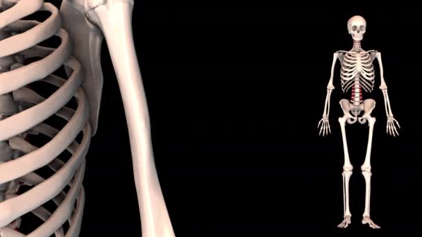 3D人間の筋肉｜アトラス - 映像、動画