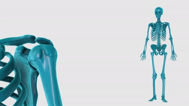 3D HUMAN MUSCLE ATLAS - Footage, Video