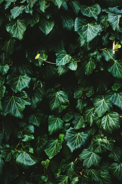 Πράσινος θάμνος τοίχου ως φυτική υφή, φόντο της φύσης και βοτανικό σχεδιασμό - Φωτογραφία, εικόνα