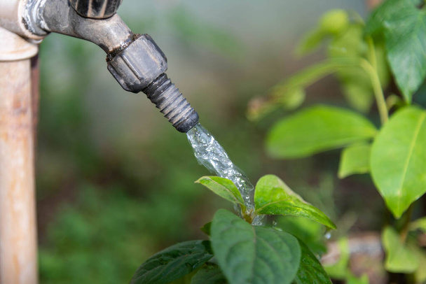 Water gushing over garden plants. Faucet spouting water on blurred background. Homemade irrigation on ornamental plants. Selective focus.,, - Photo, Image