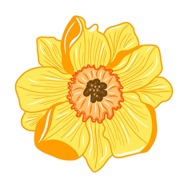 Narcissus flower icon. Creative illustration. Colorful sketch. Idea for decors, logo, patterns, papers, covers, gifts, summer and spring holidays, floral natural themes. Isolated vector art. - Vetor, Imagem
