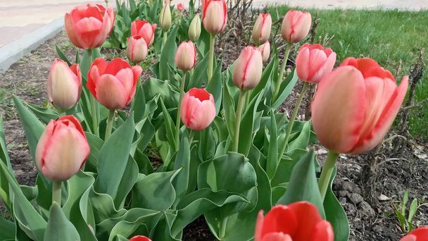 Kwiaciarnia tulipanów. Kiełki tulipana. Młode sadzonki, pączki - Zdjęcie, obraz