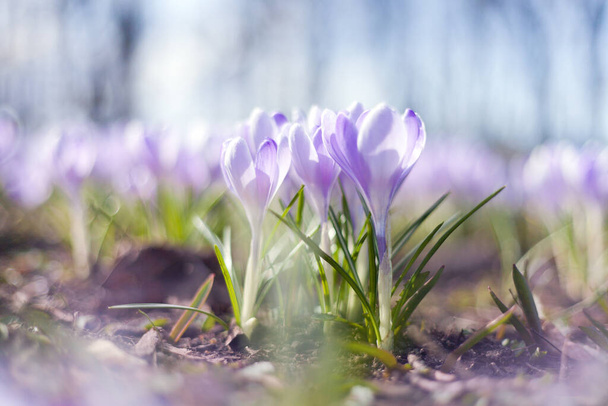 Gyönyörű crocus a parkban. tavaszi virágok. sok lila crocus virágok tavasszal - Fotó, kép