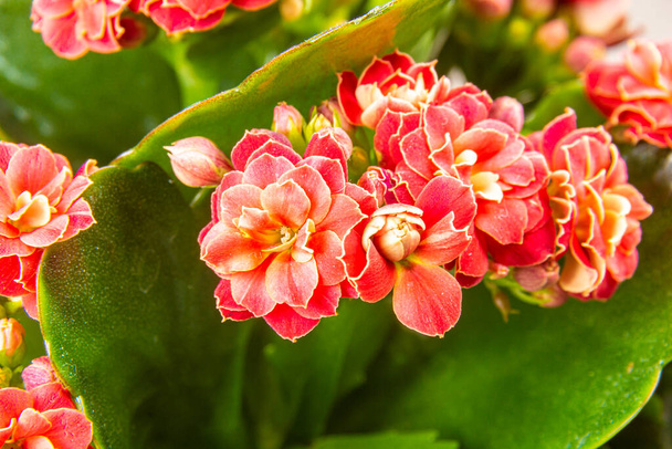 flores Kalanchoe Blossfeld de color rosa brillante o rojo con hojas de primer plano con enfoque selectivo - Foto, Imagen