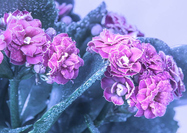 yeşil yapraklı pembe ya da kırmızı çiçek Kalanchoe soğuk renklerde tonlanmış, seçici odaklı - Fotoğraf, Görsel