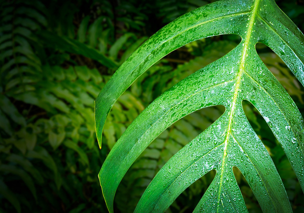 Caladium green leaf - Photo, image