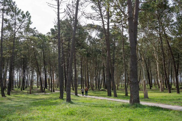 Aged couple 70-80 seen from their back walking in Rodiles recreational area, with eucaliptus and pine trees. Asturias, Spain - Photo, Image