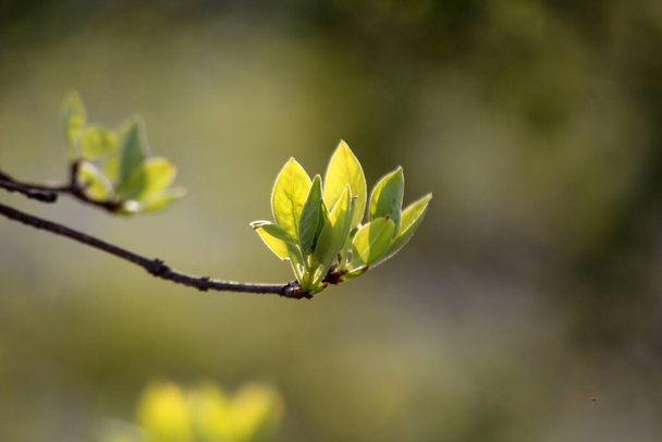 İlkbahar filizlenen bitkiler - Fotoğraf, Görsel