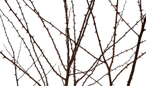 白い背景に孤立したアカシアの枝の上の濃い木の棘の写真 - 写真・画像