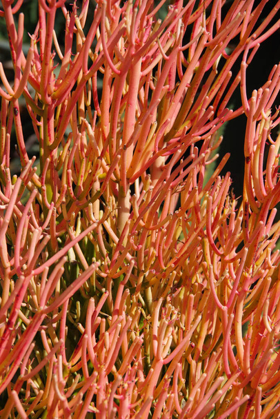 Pencil Cactus Firestick Plant Succulent in the family Euphorbiaceae - Foto, imagen