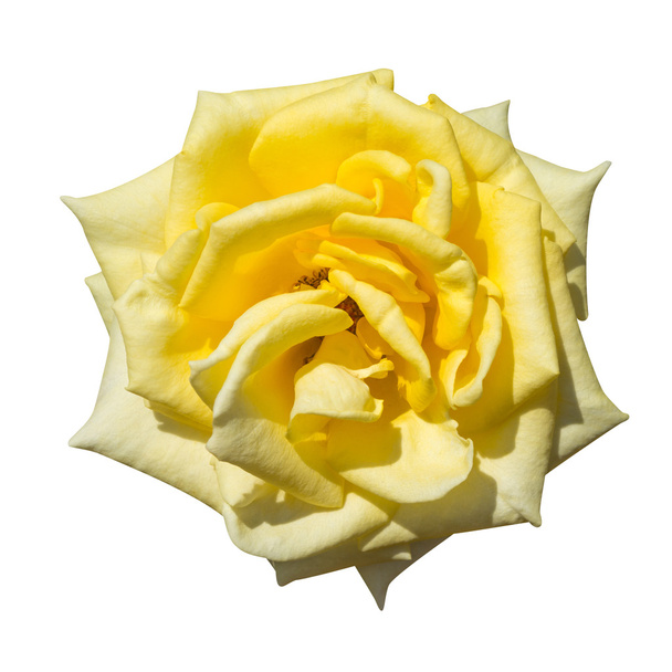κίτρινο τριαντάφυλλο - Φωτογραφία, εικόνα