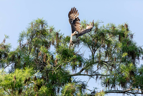 Diffondere le ali, questo falco coda rossa Buteo jamaicensis decolla da un albero a Napoli, Florida - Foto, immagini