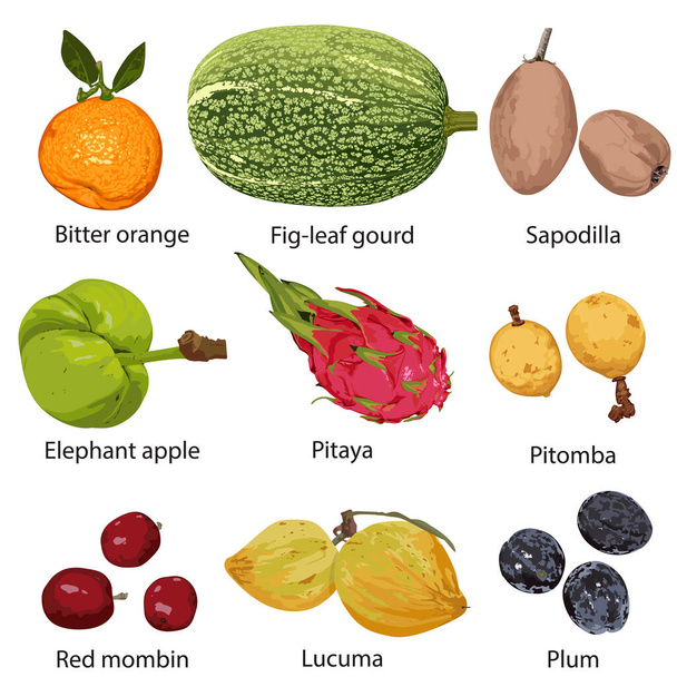 白い背景に名前の異なる果物 - ベクター画像