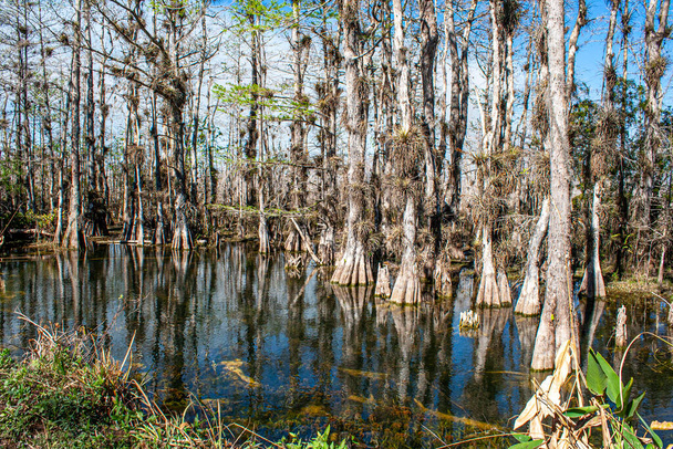 Зображення росту дерев у болотах національного парку Еверґлейдс у Флориді удень. - Фото, зображення