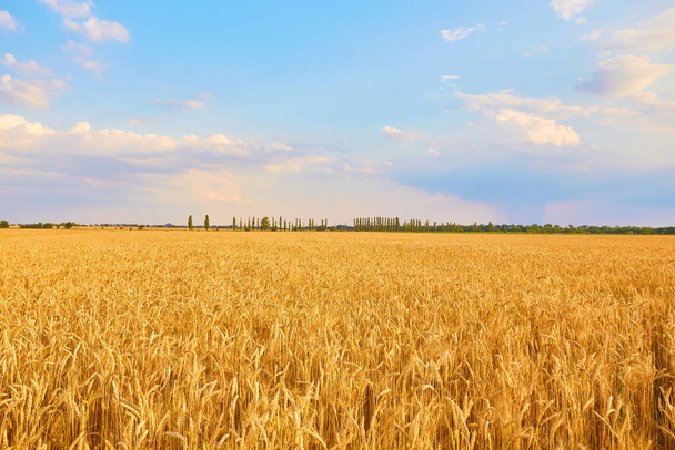 Изображение пшеничного поля с голубым небом, летний день. - Фото, изображение