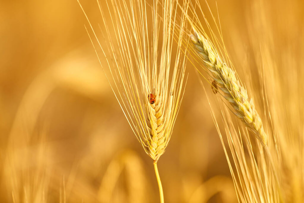 Уши пшеницы и божья коровка на колючке на фоне голубого неба в солнечный летний день - Фото, изображение