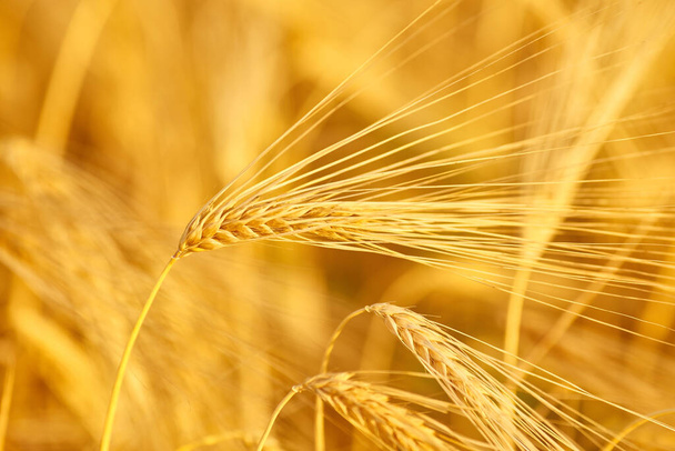 Campo di grano con spighe nei toni dell'oro, sfondo con spighe di grano - Foto, immagini